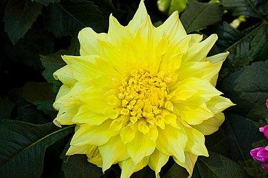 玩家用《我的世界》还原《GTA6》预告片